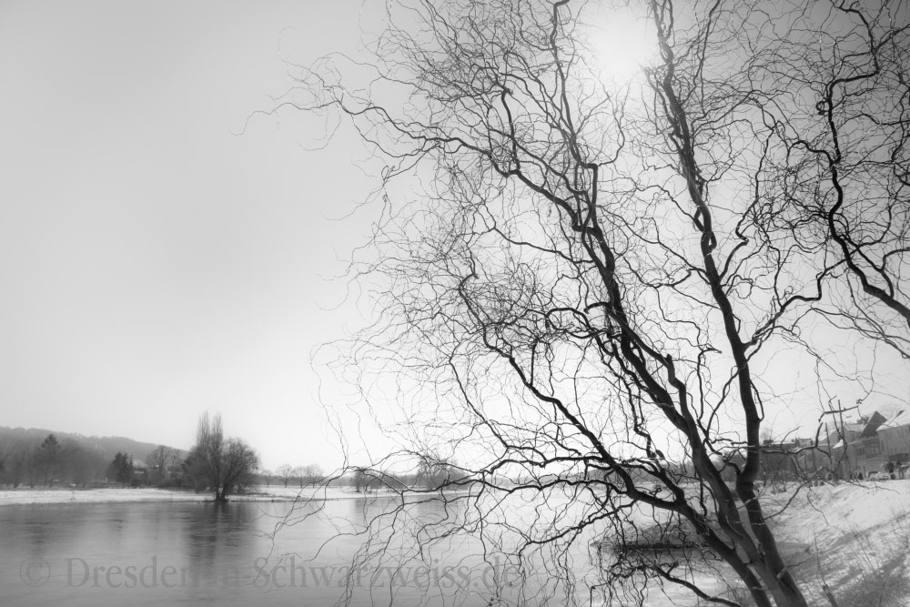 Baum im Winter am Laubegaster Ufer