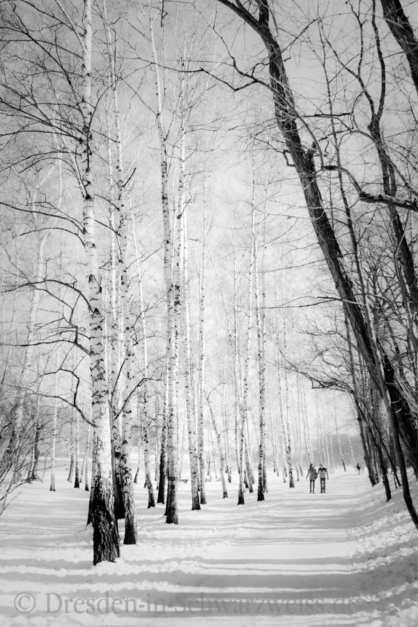 Birkenwald im Winter, Kleinzschachwitz
